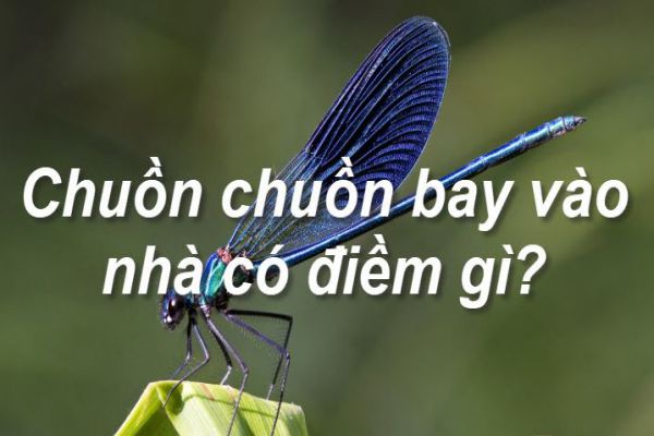 chuon-chuon-bay-vao-nha