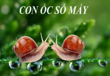 con-oc-so-may